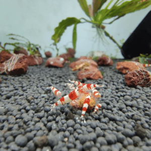 Caridina Red Crystal Pure Redline