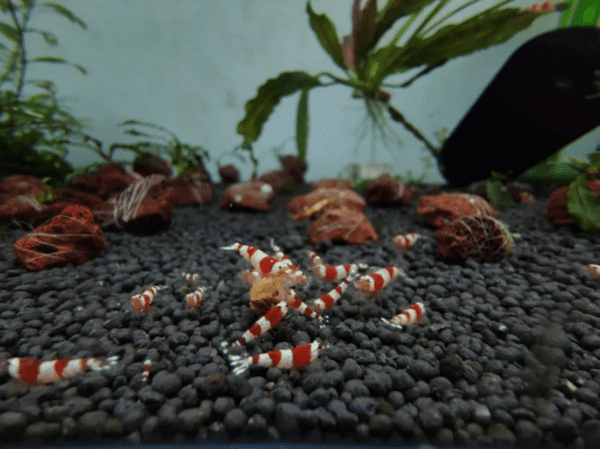 Caridina Red Crystal Pure Redline - Image 2