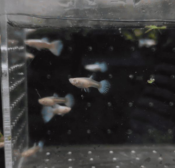 Guppy/Lebiste Platinum Albino (Poecilia reticulata) Casal - Image 2