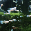 Guppy/Lebiste Platinum Albino (Poecilia reticulata) Casal - Image 3