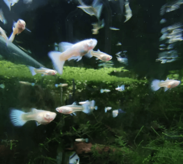 Guppy/Lebiste Platinum Albino (Poecilia reticulata) Casal - Image 3