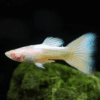 Guppy/Lebiste Platinum Albino (Poecilia reticulata) Casal