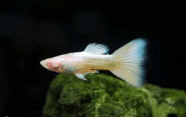Guppy/Lebiste Platinum Albino (Poecilia reticulata) Casal