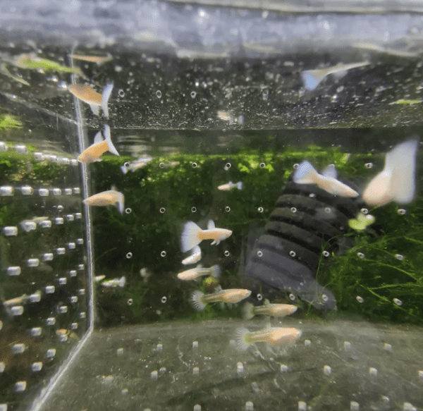 Guppy/Lebiste Platinum Albino (Poecilia reticulata) Casal - Image 5