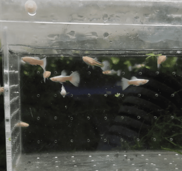 Guppy/Lebiste Platinum Albino (Poecilia reticulata) Casal - Image 6