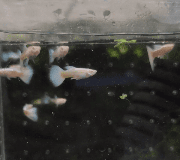 Guppy/Lebiste Platinum Albino (Poecilia reticulata) Casal - Image 7