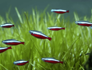Tetra Neon Cardinal (Paracheirodon axelrodi) Pacote Com 10
