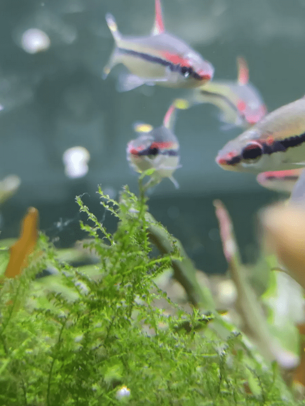 Peixe Barbo Denisoni (Sahyadria denisonii) - Image 2