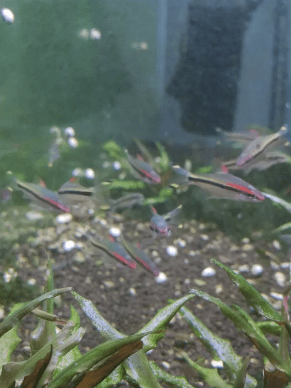 Peixe Barbo Denisoni (Sahyadria denisonii) - Image 4