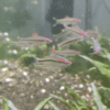 Peixe Barbo Denisoni (Sahyadria denisonii) - Image 5