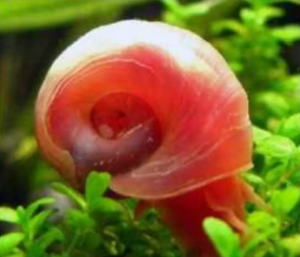 Caramujo Red Ramshorn Pacote Com 5 Unidades