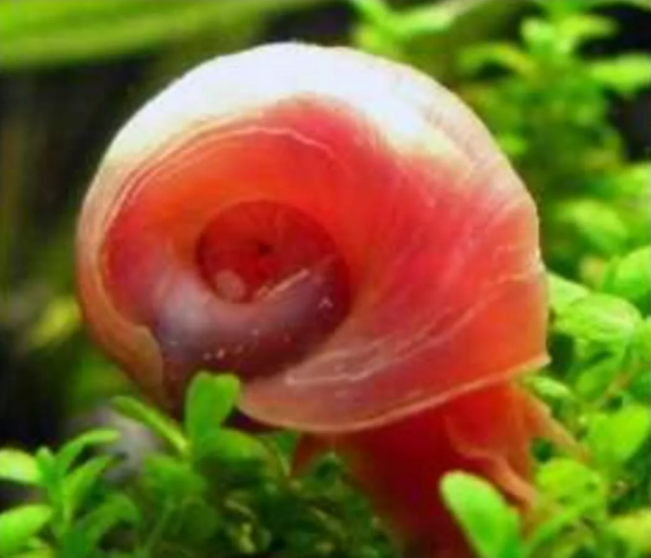 Caramujo Red Ramshorn