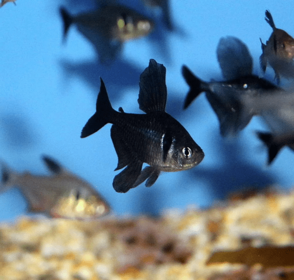 Peixe Tetra Black Phantom (Hyphessobrycon megaloptera) - Image 4