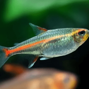 Peixe Tetra Glowlight (Hemigrammus erythrozonus)