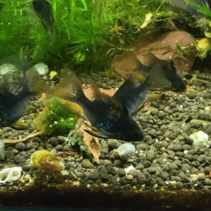 Peixe Ramirezi Dark - Não sexado ou Casal