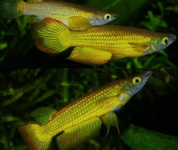 Peixe Killifish Panchax Gold (Aplocheilus lineatus) - Macho - Image 2