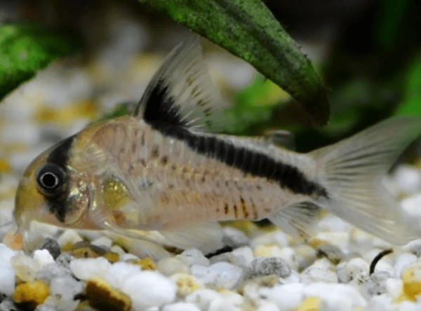 Peixe Coridora Melini - Image 5