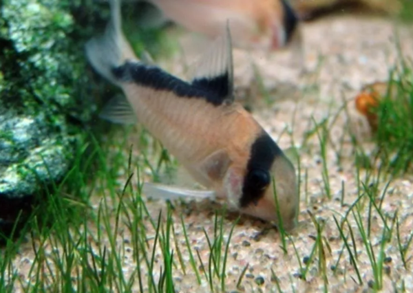 Peixe Coridora Melini - Image 9