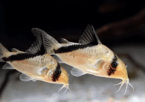 Peixe Coridora Melini - Image 8