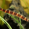 Peixe Cobrinha Kuhli (Pangio kuhlii)