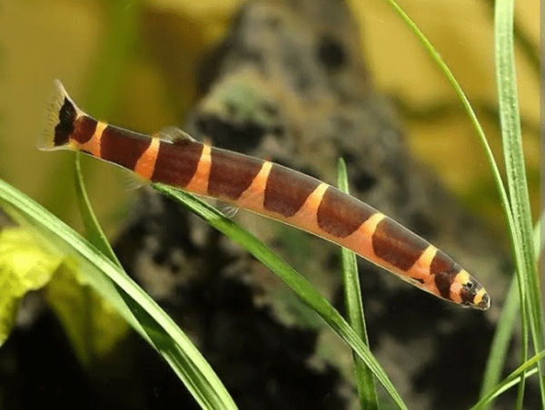 Peixe Cobrinha Kuhli (Pangio kuhlii)