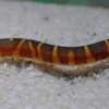 Peixe Cobrinha Kuhli (Pangio kuhlii) - Image 3