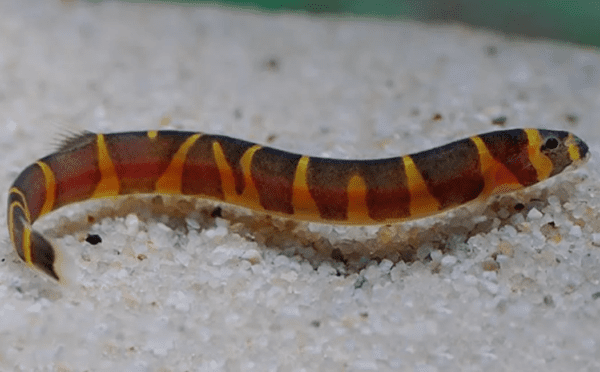 Peixe Cobrinha Kuhli (Pangio kuhlii) - Image 3