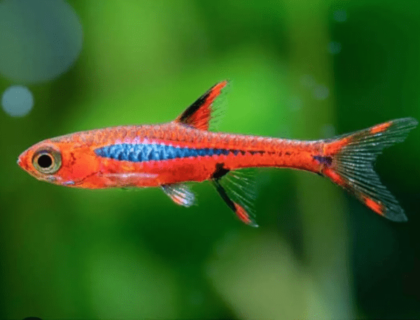 Peixe Rasbora Mosquito (Boraras brigittae) - Image 4