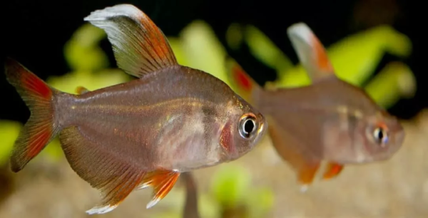 Peixe Tetra Bentosi White Fin (Hyphessobrycon ornatus)