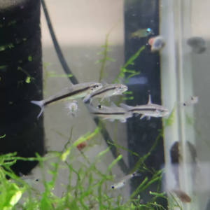 Peixe Comedor de Algas Brasileiro (Apareiodon machrisi)