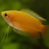 Peixe Colisa Sunset (Trichogaster chuna)