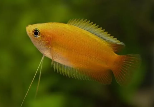 Peixe Colisa Sunset (Trichogaster chuna)