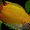 Peixe Colisa Sunset (Trichogaster chuna) - Image 2