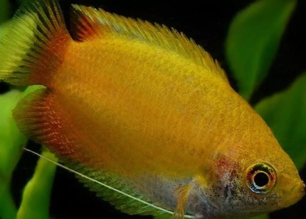 Peixe Colisa Sunset (Trichogaster chuna) - Image 2