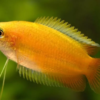 Peixe Colisa Sunset (Trichogaster chuna) - Image 3
