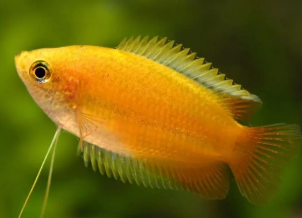 Peixe Colisa Sunset (Trichogaster chuna) - Image 3