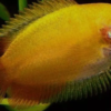 Peixe Colisa Sunset (Trichogaster chuna) - Image 4