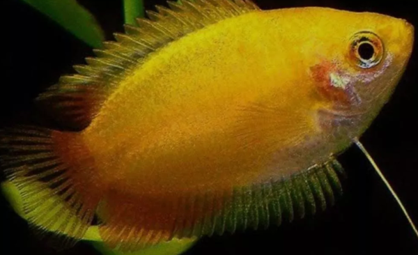 Peixe Colisa Sunset (Trichogaster chuna) - Image 4