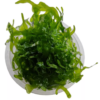Planta Round Pelia (Cultivada) Porção 6x6