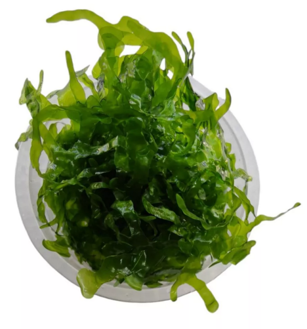 Planta Round Pelia (Cultivada) Porção 6x6