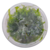 Planta Round Pelia (Cultivada) Porção 6x6 - Image 5