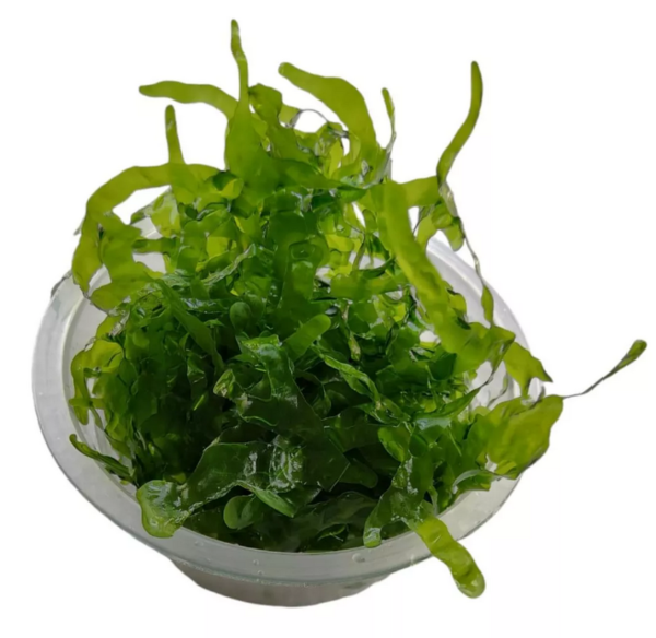 Planta Round Pelia (Cultivada) Porção 6x6 - Image 2