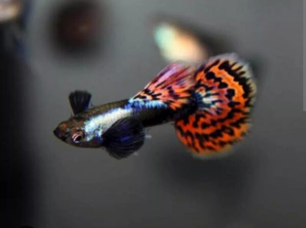 Guppy Platinum Dumbo Mosaico - Poecilia reticulata (Casal) - Image 2