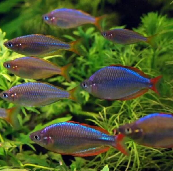 Peixe Arco Íris Neon (Melanotaenia praecox) - Image 4