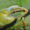 Peixe Curviceps (Laetacara curviceps)