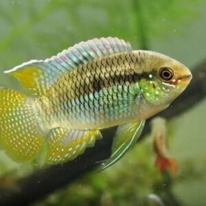 Peixe Curviceps (Laetacara curviceps)