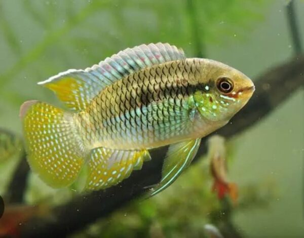 Peixe Curviceps (Laetacara curviceps)