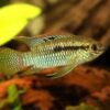 Peixe Curviceps (Laetacara curviceps) - Image 2