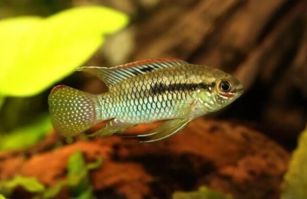 Peixe Curviceps (Laetacara curviceps) - Image 2