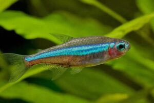 Peixe Tetra Neon Verde, Pacote Com 10